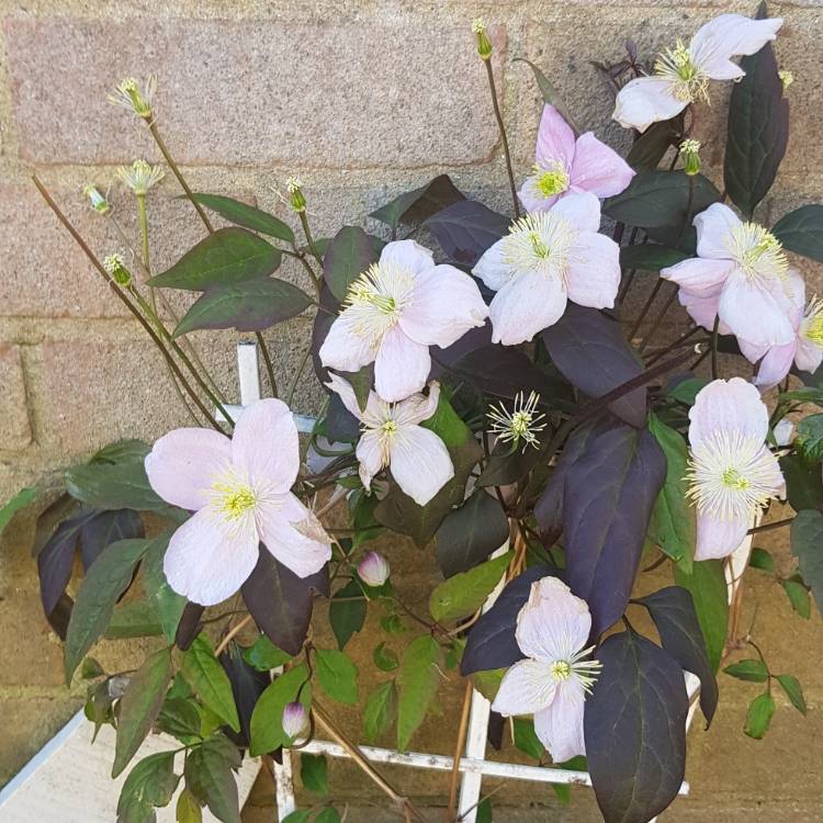 plant image 1270015