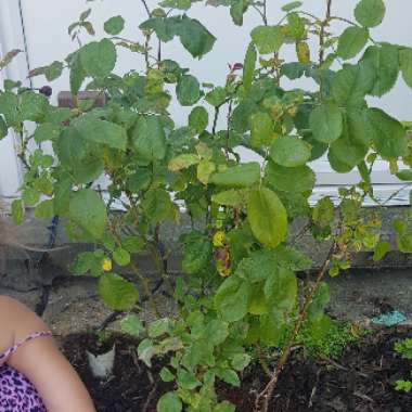 steph's garden