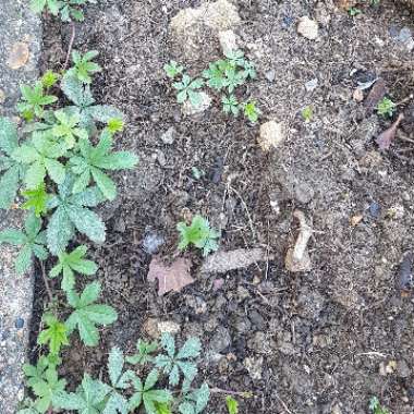 Potentilla Reptans
