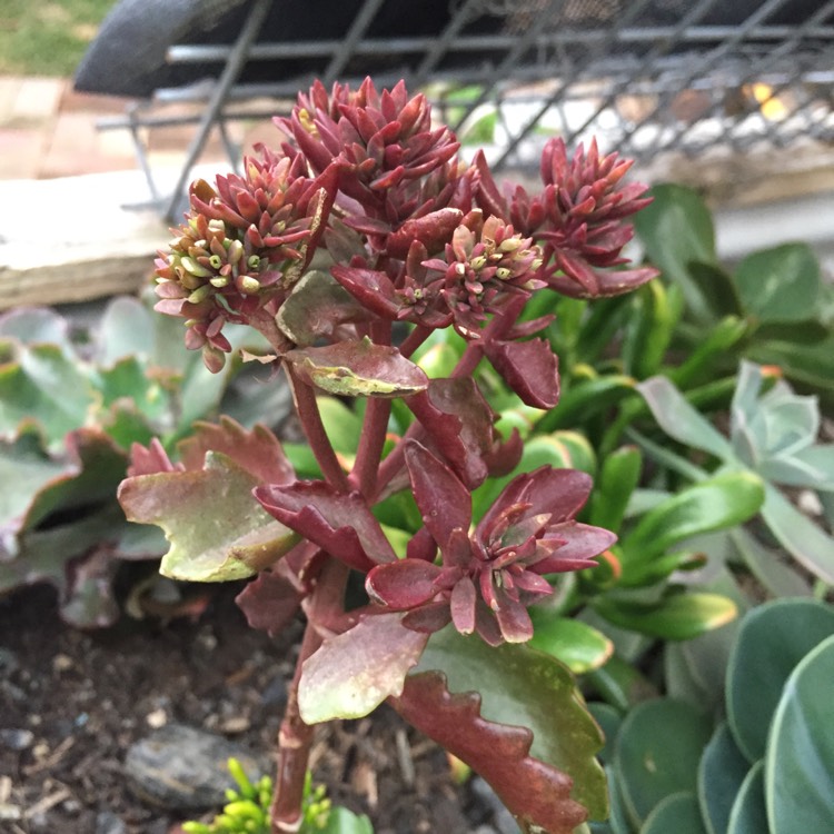 plant image 1162733