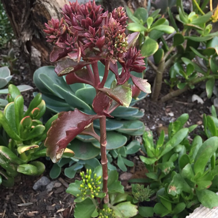 plant image 1162734