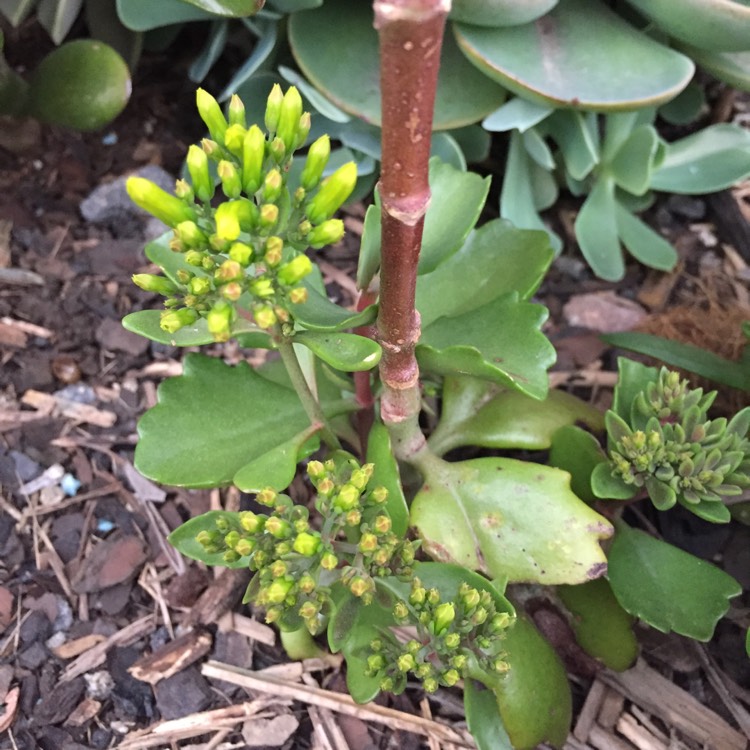 Plant image Kalanchoe brachyloba