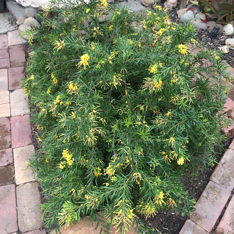 plant image 1163701