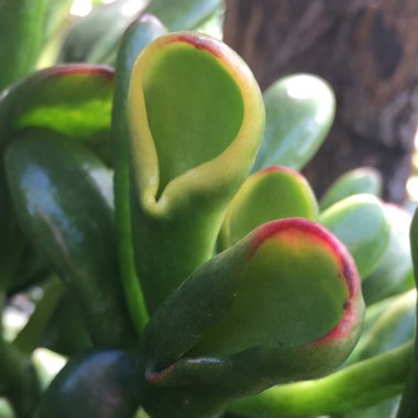 Crassula Ovata 'Ogre Ears'