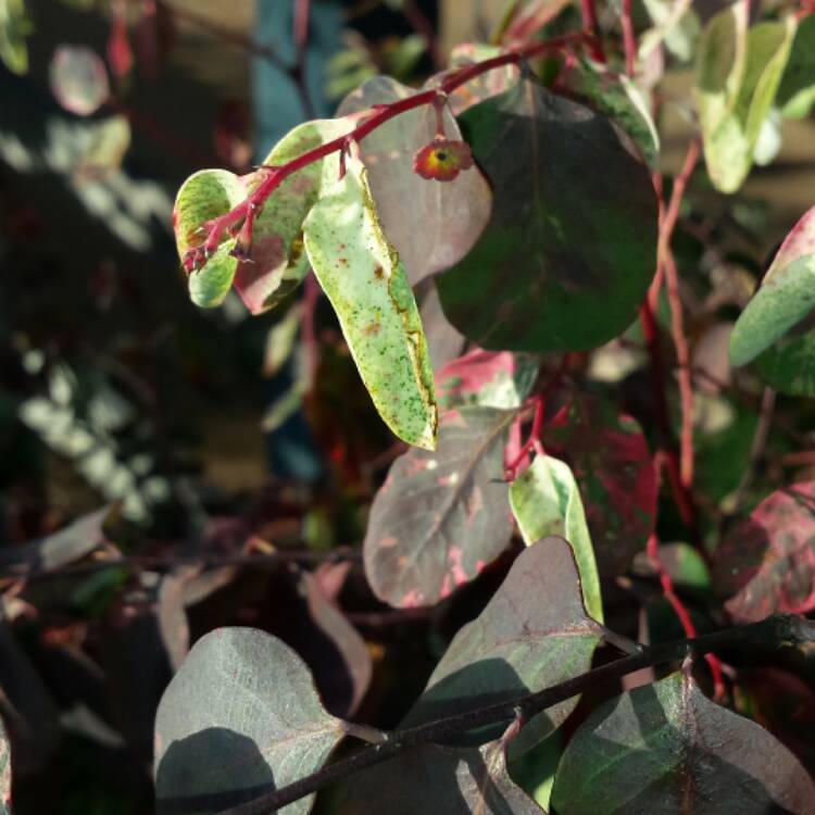 plant image 457513