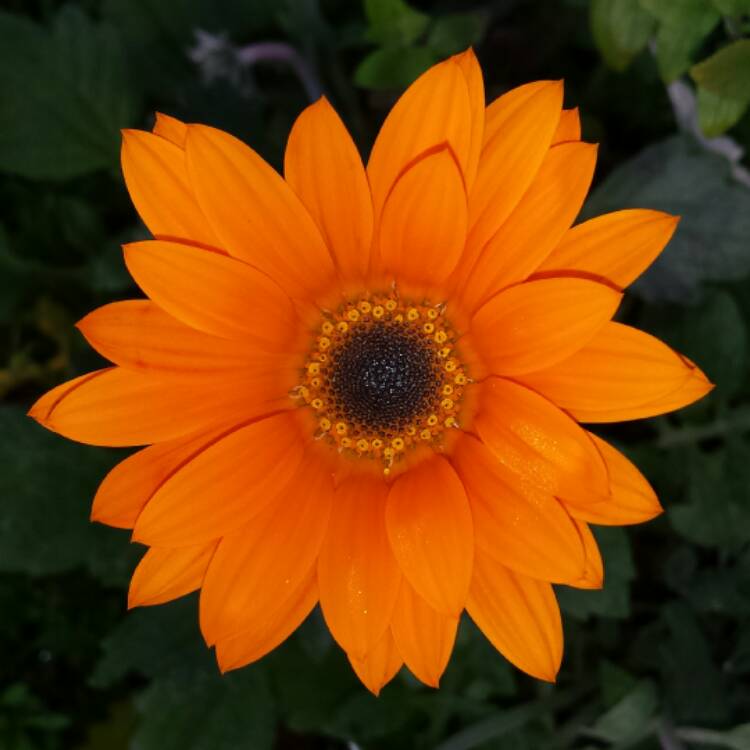 plant image 457519