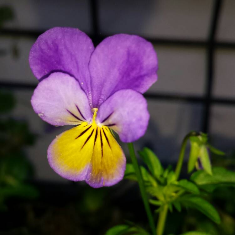 Plant image Viola tricolor 'Heartsease Yellow'