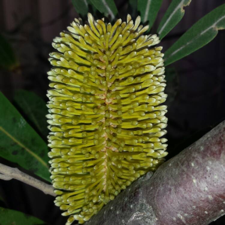 Plant image Banksia lehmanniana