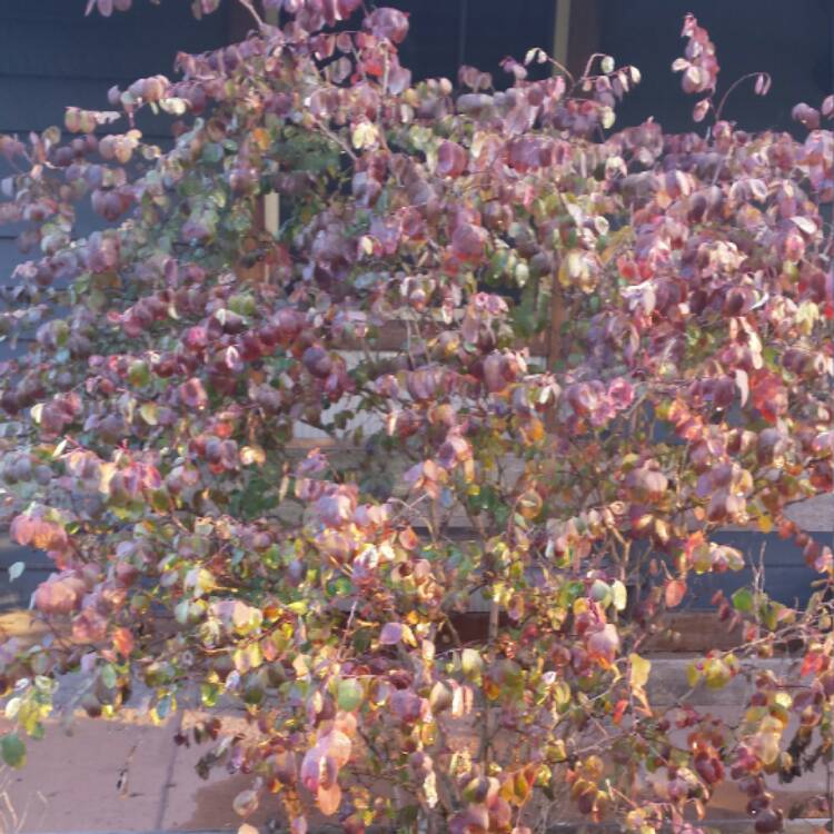 plant image 472461