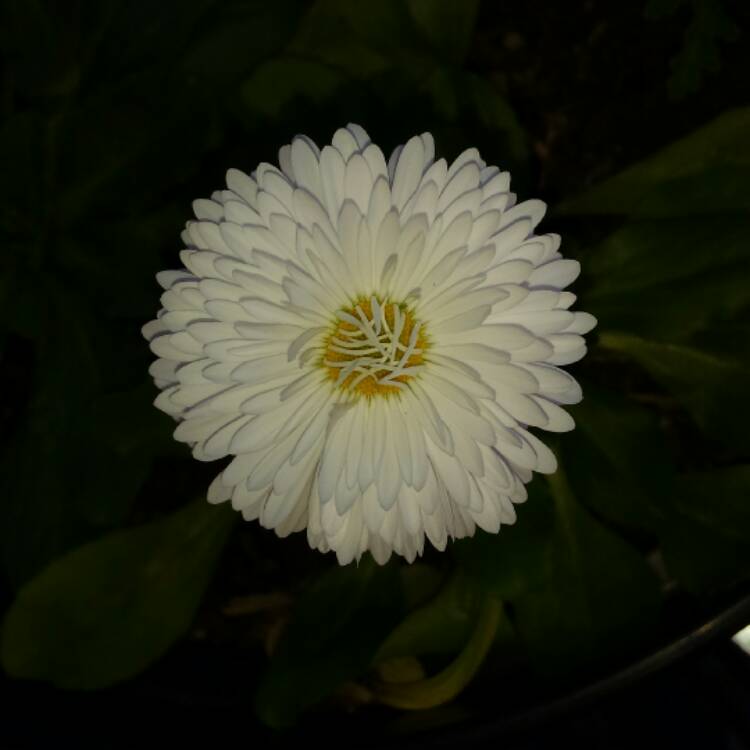 plant image 509751 plant image 509751