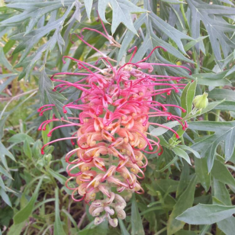 plant image 509778 plant image 509778