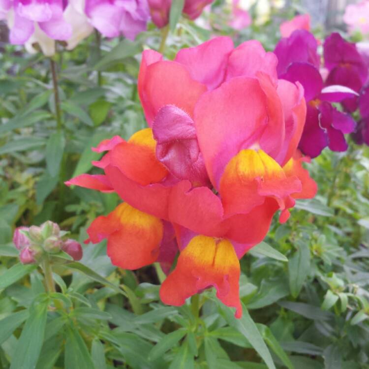 plant image 509809 plant image 509809