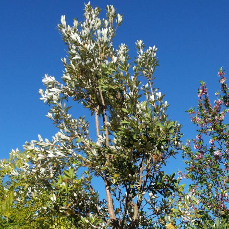 plant image 510738