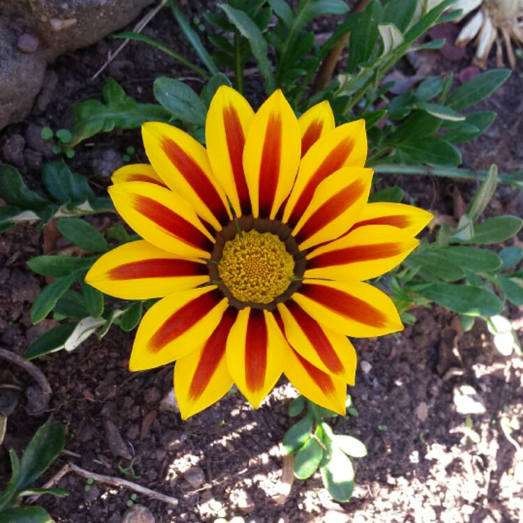 plant image 512175