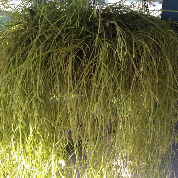 plant image 515015 plant image 515015