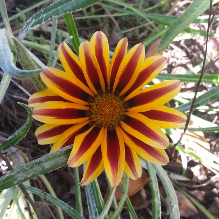 plant image 515024
