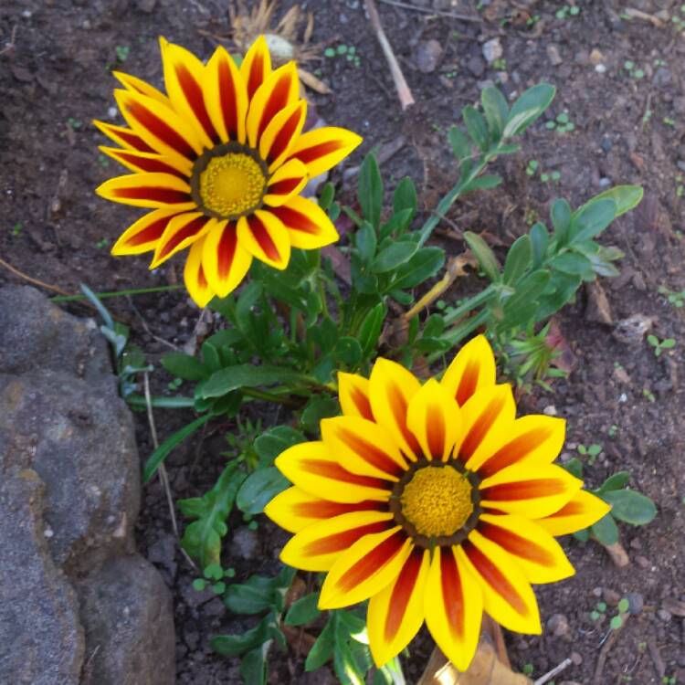 plant image 515029