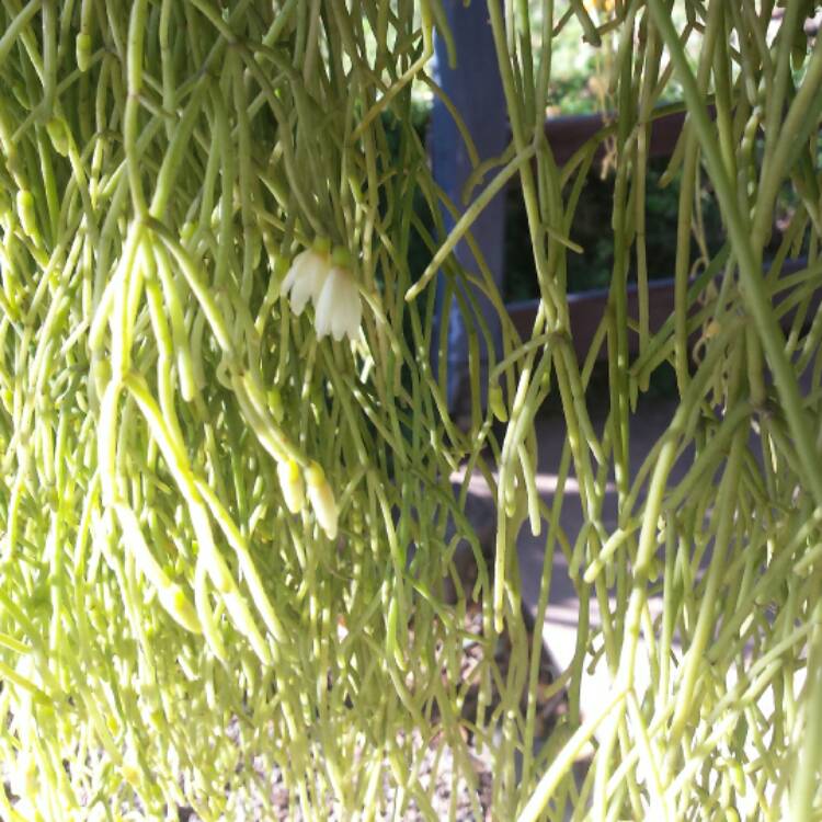 plant image 515131 plant image 515131