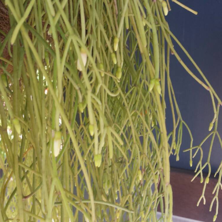 plant image 515143 plant image 515143