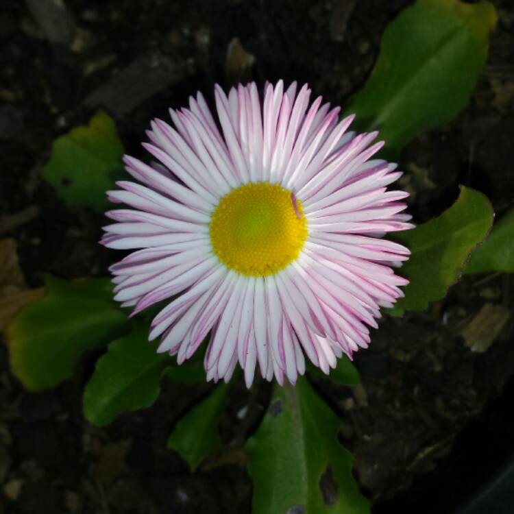 plant image 515931 plant image 515931