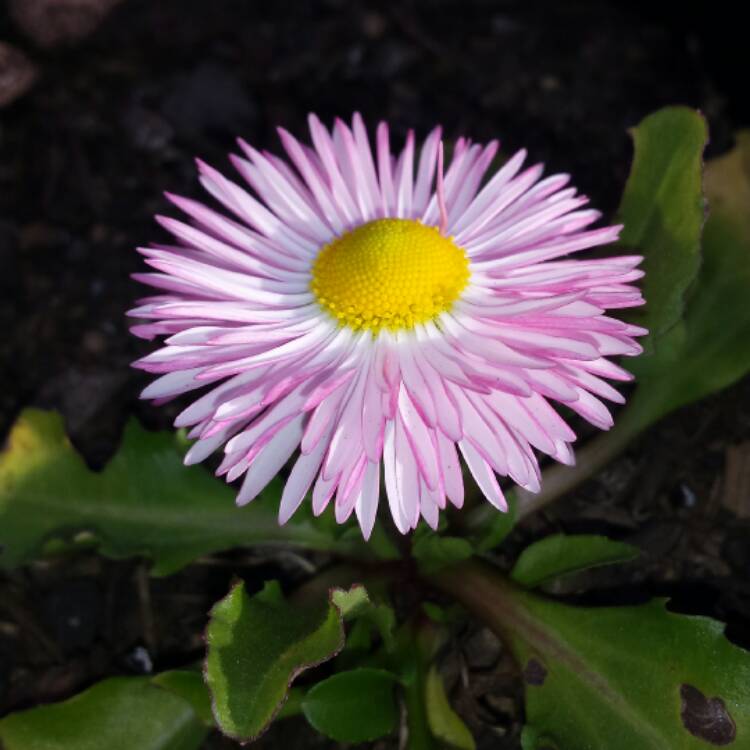 plant image 515936 plant image 515936