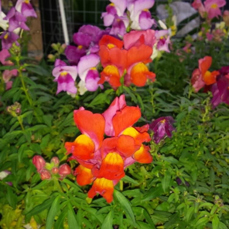 plant image 516198 plant image 516198