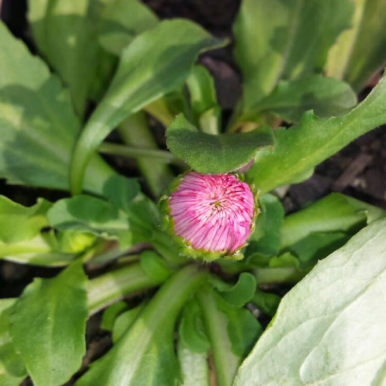 plant image 516211 plant image 516211