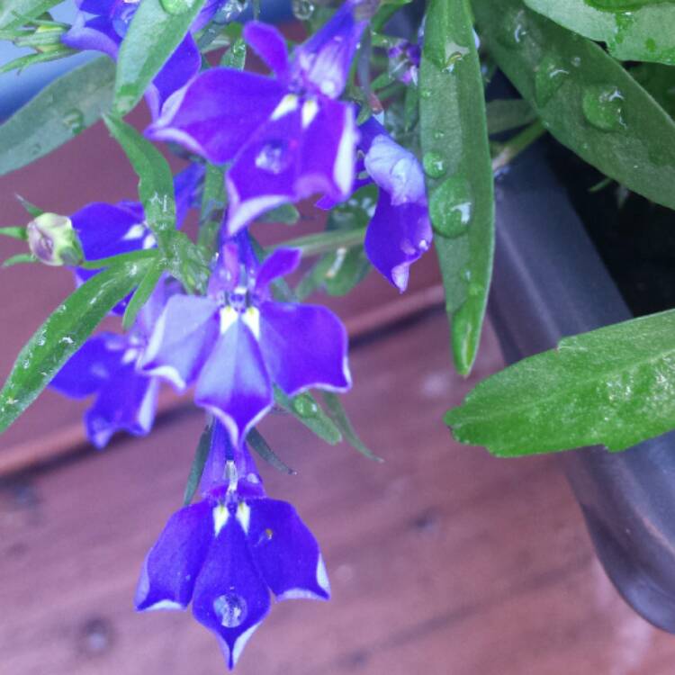Plant image Lobelia Erinus 'Crystal Palace'