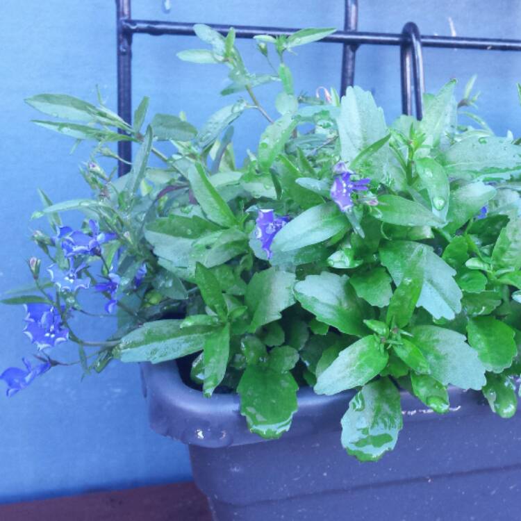 Plant image Lobelia Erinus 'Crystal Palace'
