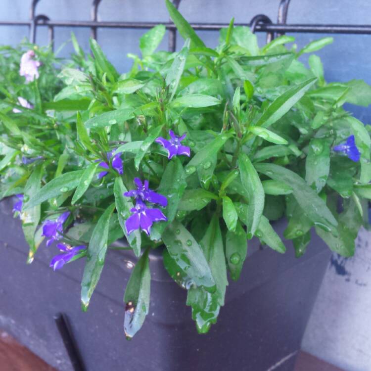 Plant image Lobelia Erinus 'Crystal Palace'