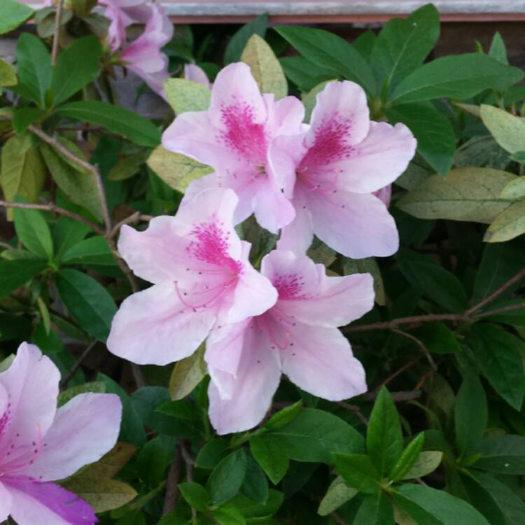 plant image 521363 plant image 521363
