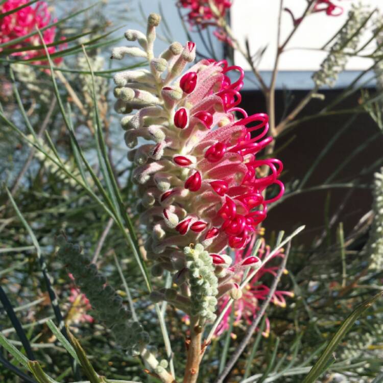 plant image 521974 plant image 521974