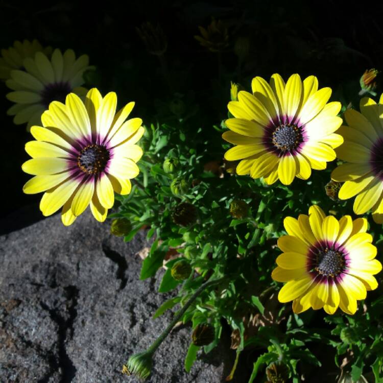 plant image 521976