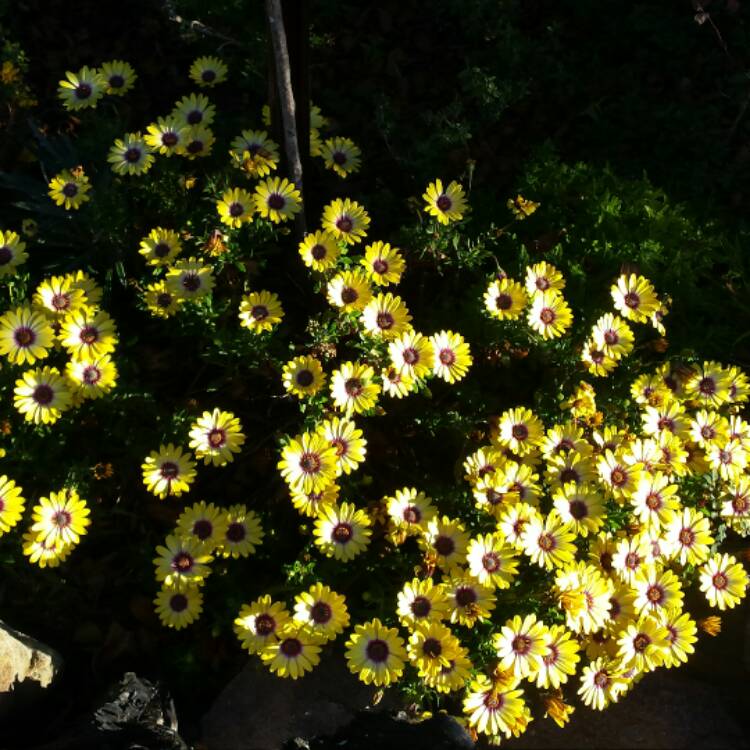 plant image 533918