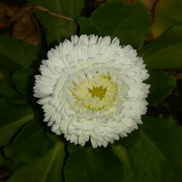 plant image 533921 plant image 533921