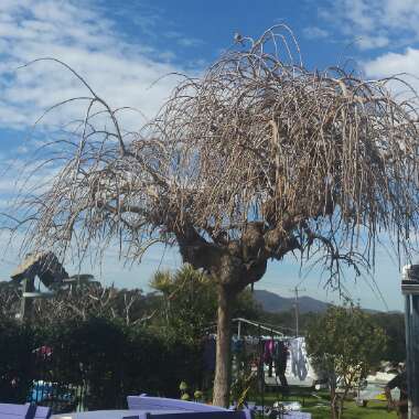 Morus alba 'Pendula'