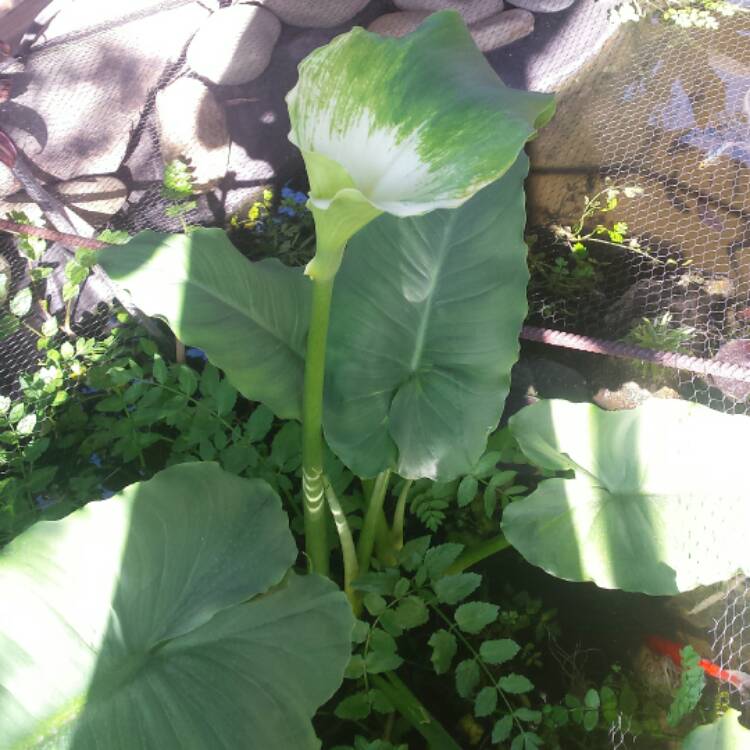 Plant image Zantedeschia aethiopica 'Green Goddess'
