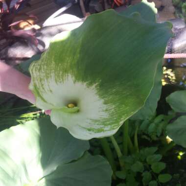Zantedeschia aethiopica 'Green Goddess'