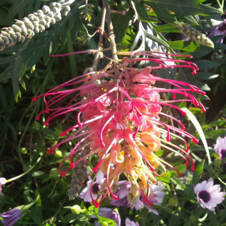 plant image 555654 plant image 555654
