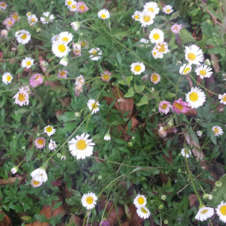 plant image 556418
