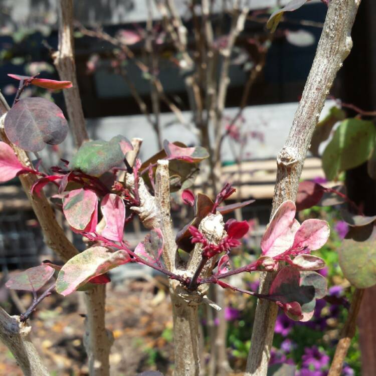 Plant image Breynia disticha