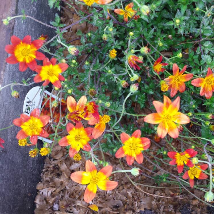 plant image 584848 plant image 584848