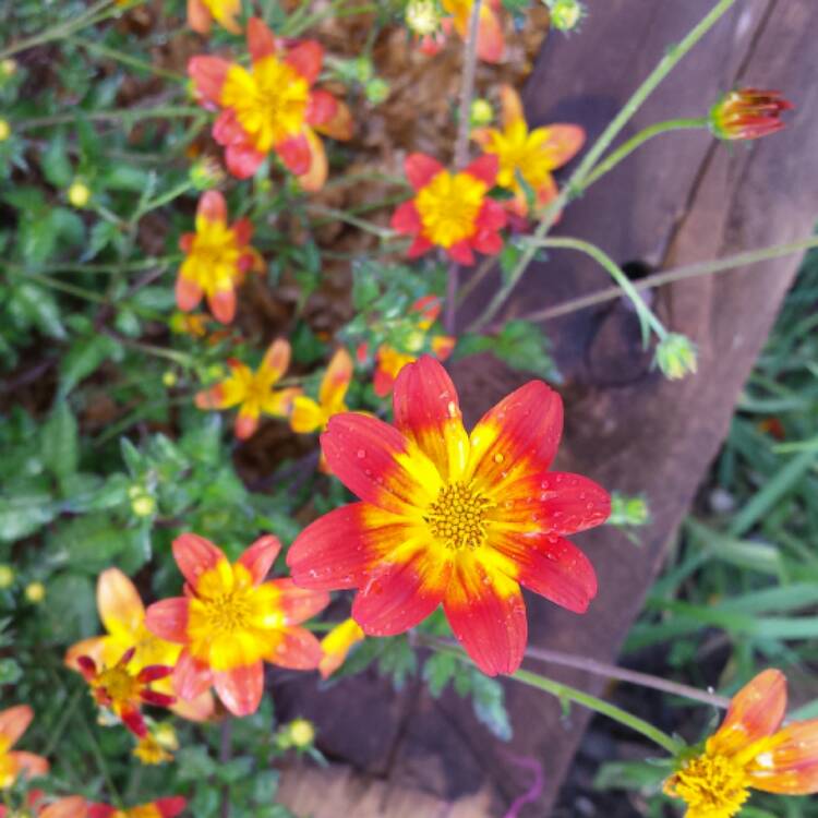 plant image 584853 plant image 584853