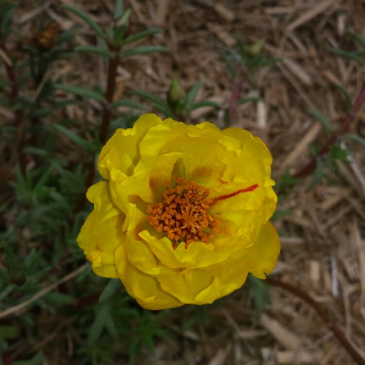 plant image 589004