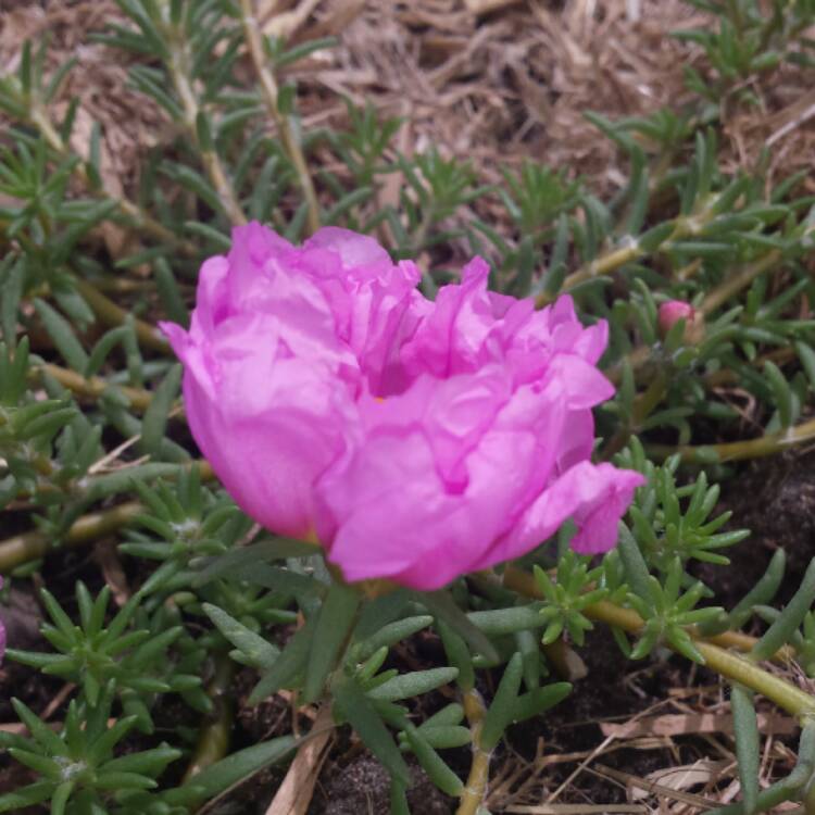 plant image 589009