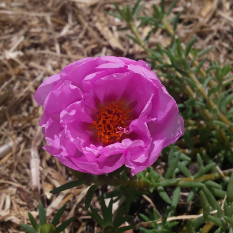plant image 589011