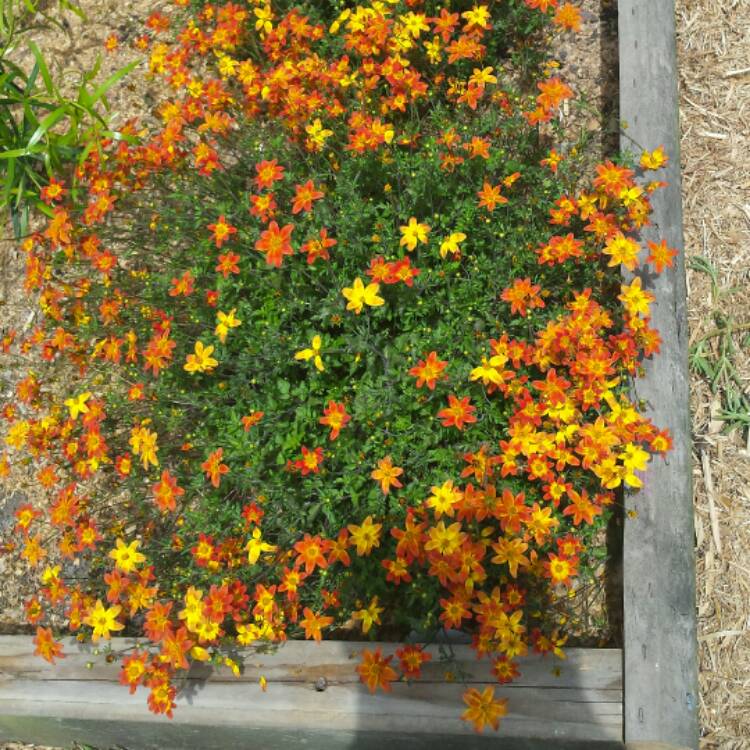 plant image 589031 plant image 589031