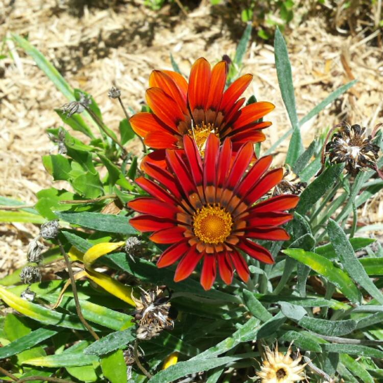 Plant image Gazania rigens 'Kiss Bronze'