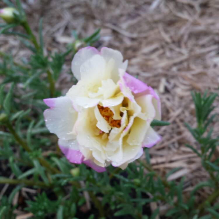 plant image 590810