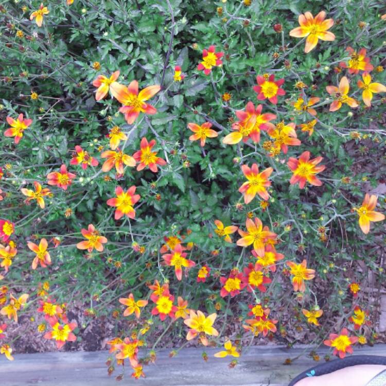 plant image 591296 plant image 591296